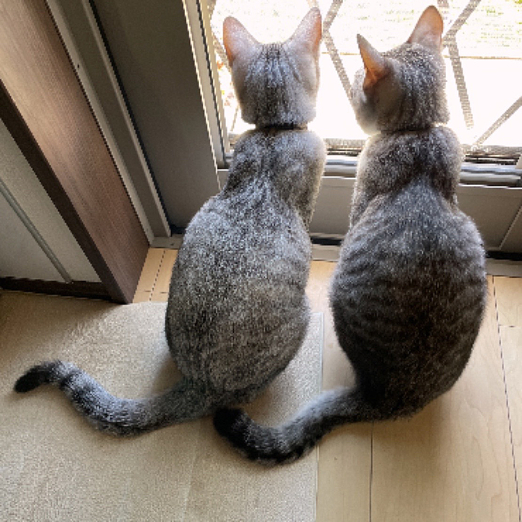 しっぽが...
おたまじゃくしに見えると言われた（笑）