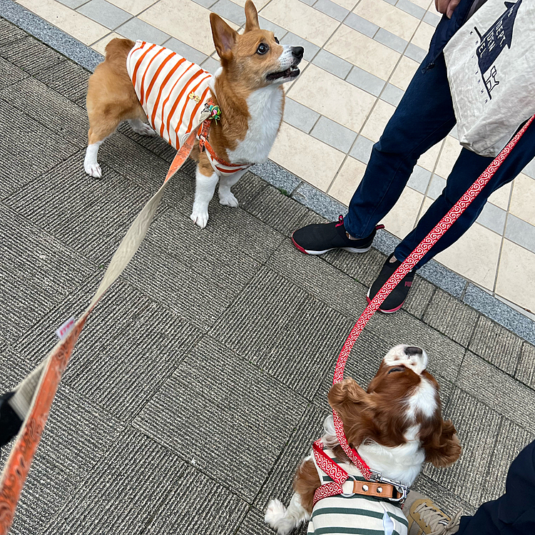 今日のお散歩でご近所ワンコの蒼ちゃんとバッタリ😆
おそろのお洋服着てる💕
並んで撮りたかったけどお互いオヤツを狙ってワチャワチャしすぎ🤣🤣🤣