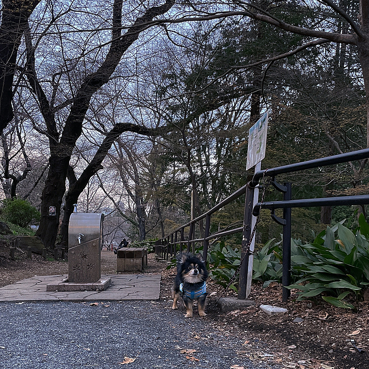 休日なので長距離散歩🌸🌸

お山に登ってきました⛰

とらくん、ピョンピョンスイスイ🐾階段登って頂上へ🐯
頂上に居た方に「バッチリ目が合った🤣」と笑われてきました🐯笑

