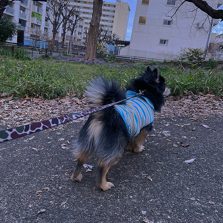 
帰りの小道もスイスイ〜

とらくん早い早い🐾
すごい脚力と体力、、、

この小さな体をバテさせるには
一体どれだけ歩いたら、、、笑

