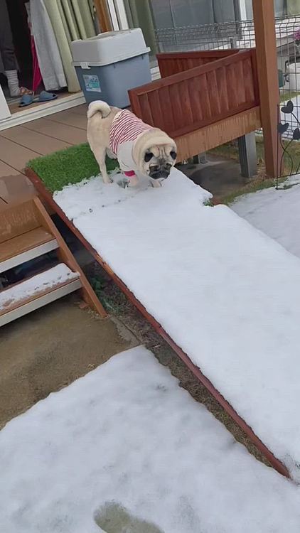 お庭トイレも一面、雪に覆われてました⛄️