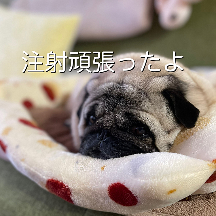 午前中に雪の中病院でワクチン注射行ってきました🏥
お散歩も行けず、お家でまったり過ごしてます🐶