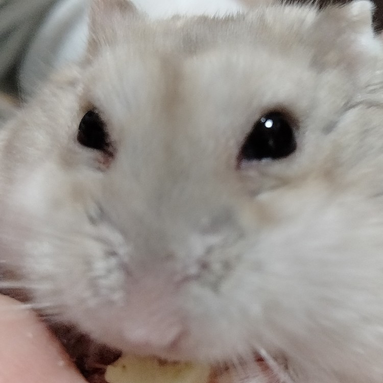顔近
