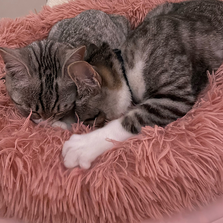 2匹で仲良くふみふみ💕