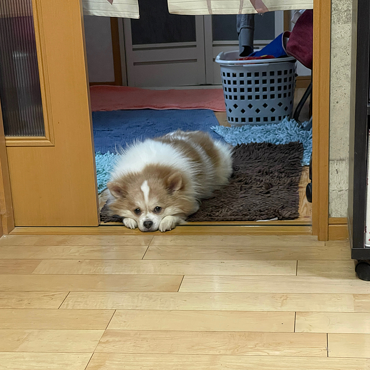 寝てる間に置いて行かれてすねてるやまとくん😰