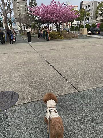 2日目、昨夜は以前隣に住んでいたご家族と3年ぶりに会い飲み過ぎて夫婦ともに2日酔い🍻
1日ダラダラ過ごして夕方からご近所散歩🐾
写真が全く無いので先週の様子です😆
早咲きの桜を見に行ったら近くの大学が卒業式で記念撮影していたのでハッピーは遠めから🌸
その後ママシャン🧴