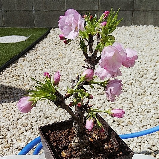 咲かせましょう🌸
開き始めも含めて8輪なので開花宣言です😊
