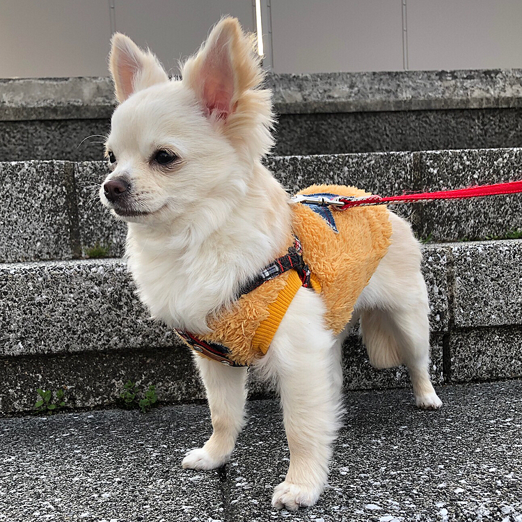 祭日の日
近くの川沿いをお散歩🐶🐾🐾🐾
家から離れるとよく歩くフォフォちゃん♡
2022.03.21