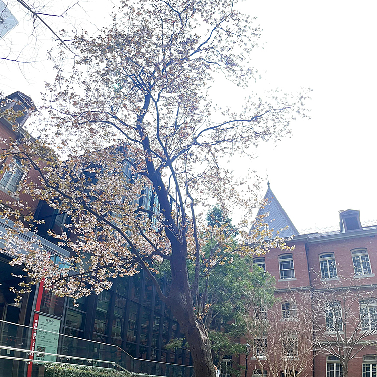 丸の内は桜🌸もしっかり咲いてました〜。
この後3回接種して本日見事に副反応です😢
2回目まで何も無かったのに😭ハピさんには付き合って貰いお散歩無しのダラダラDAYして貰ってます。
明日は元気になるはず！