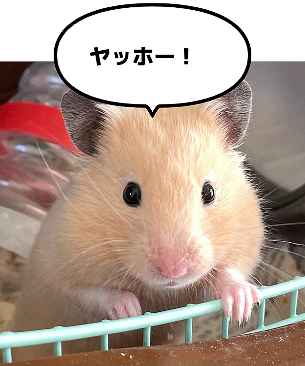 人懐っこい、キンクマのスミ！
ゲージに近づくとすぐに出てきてくれます♪
我が家に来て1ヶ月半