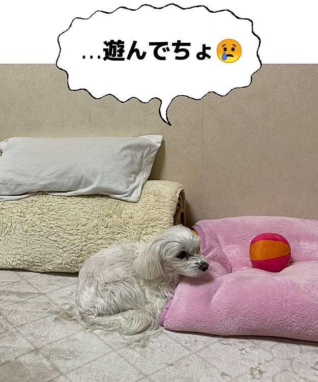 お久しぶりです。
蘭丸さんは元気です。
しこたま遊んで疲れてるようですが
ちょっと放置したら
大好きなボールを前に
ちーんとしてました(笑)