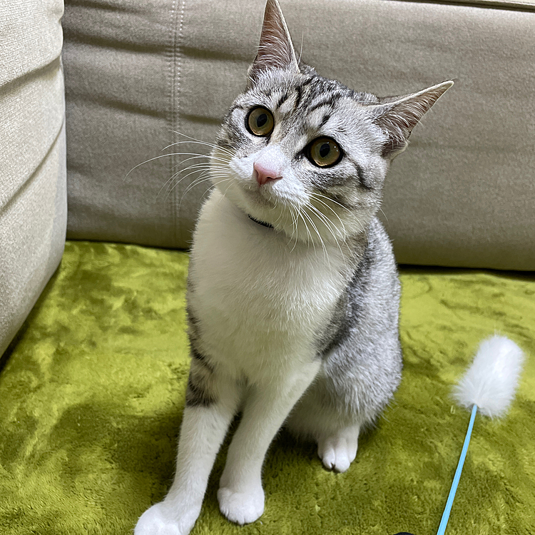 はなちゃん、何してるの？