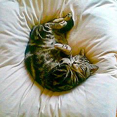 以前飼っていたアメショの愛猫のサスケくん。
とても人懐っこい猫でした。
10年前に他界したのですが、
今でも心の中で生きています。
その分蘭丸さんに愛情注いで
天国にいるサスケが見守って
いると思ってます。


