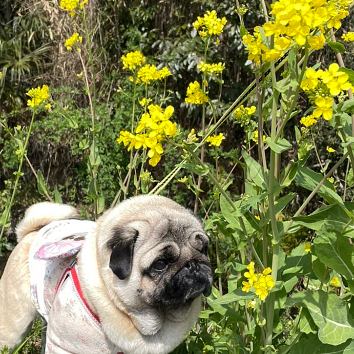 ママさんぽ行ってきました🐶