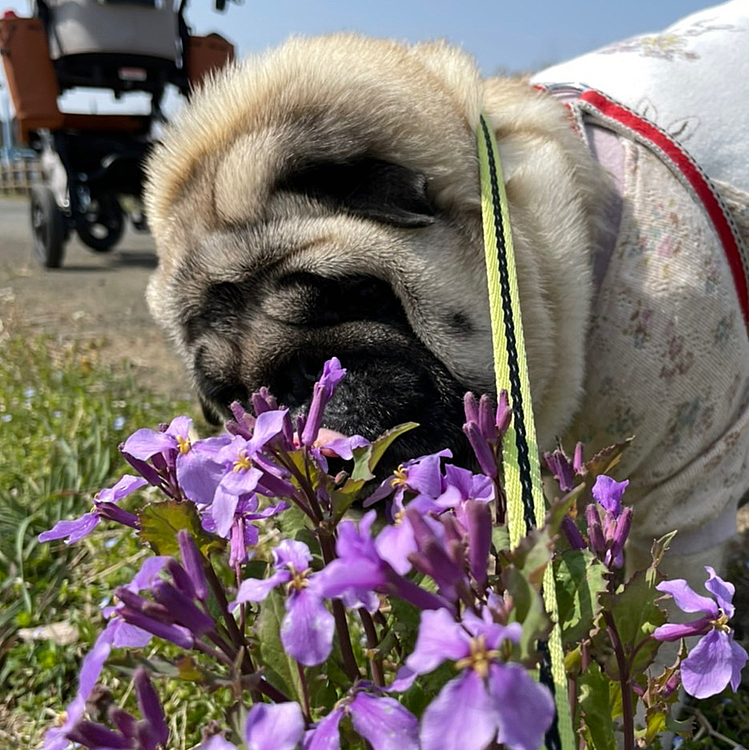 春の香りを満喫してます🌸🐽