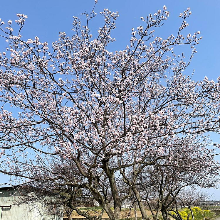 梅もまだまだ🌸
