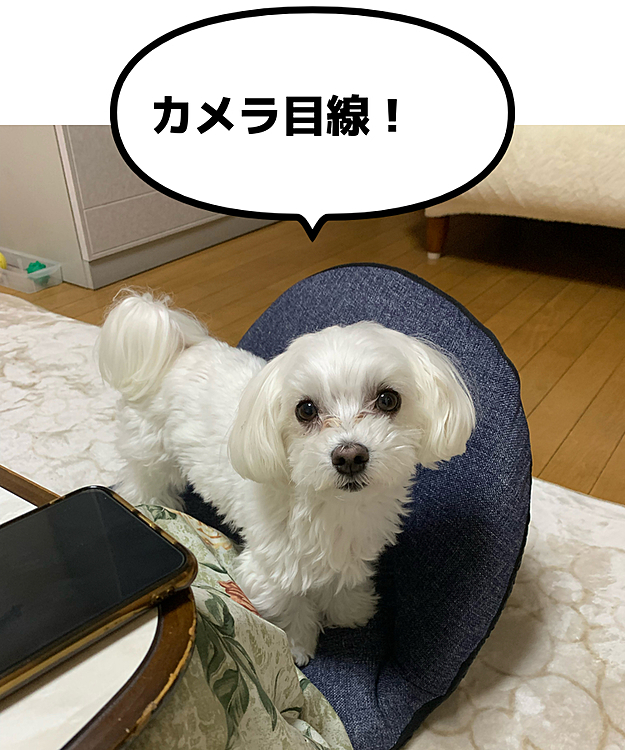 『蘭丸、寝るよ』と
声をかけたらこの表情。
思いっきりカメラ目線w