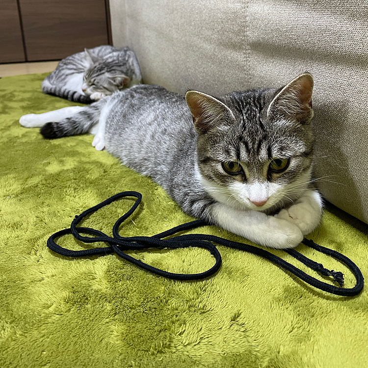 ホットカーペット、あったかいにゃん💕