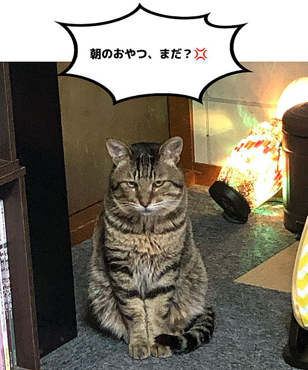 休日、寝坊した私を責めるKitty。