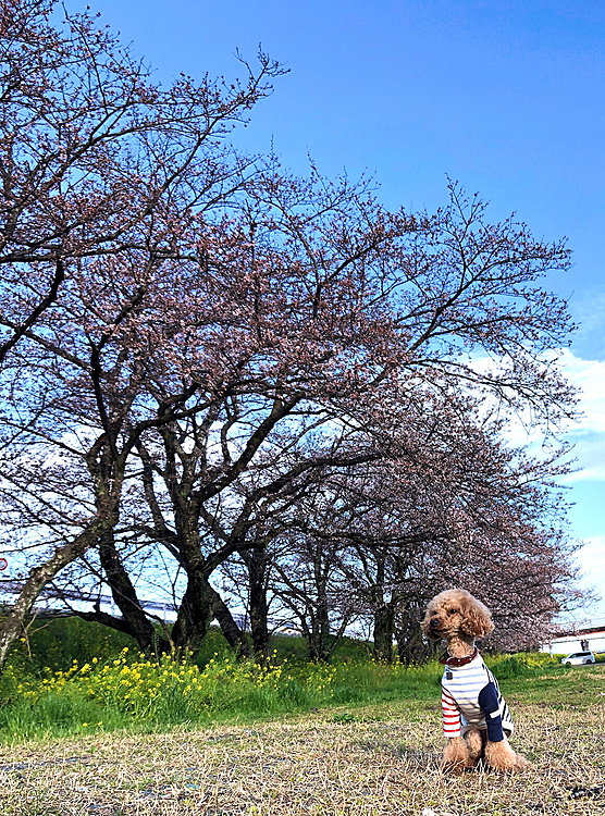 

桜も開花始まりました🌸
だんだん人が増えてきたので、本日1時間で撤収。