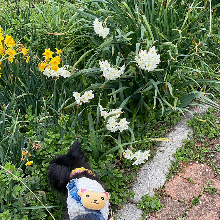 お花もいっぱい💐お友だちにもいっぱい会えて大満足のお散歩でした♪