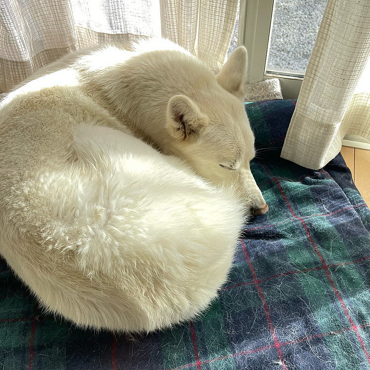 お天気も良かったので、やっと洗えました〜！！抜け毛の季節🌀🌀🌀
いい感じに毛が舞っております🤣