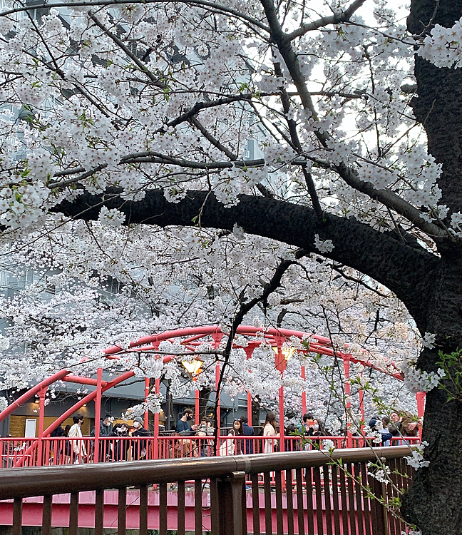 目黒川の桜🌸を見てきました。