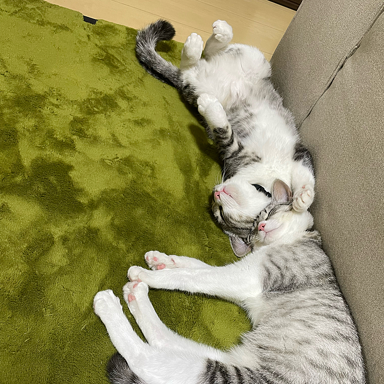 気持ちよさそーに寝てるなぁ😊
