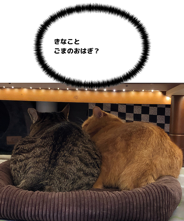 Max&Kittyの投稿