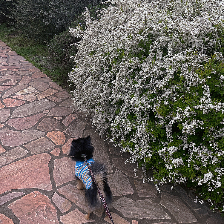 春ですね🌸🌸
たくさんお花が咲いてるこの季節🌱

花粉を除けば、お散歩が楽しいです😊

とらくんとバッチリ桜も見てきました🐯🌸

