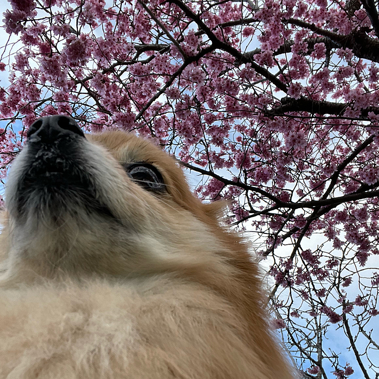 河津桜は満開で濃いピンクが綺麗でした😊
