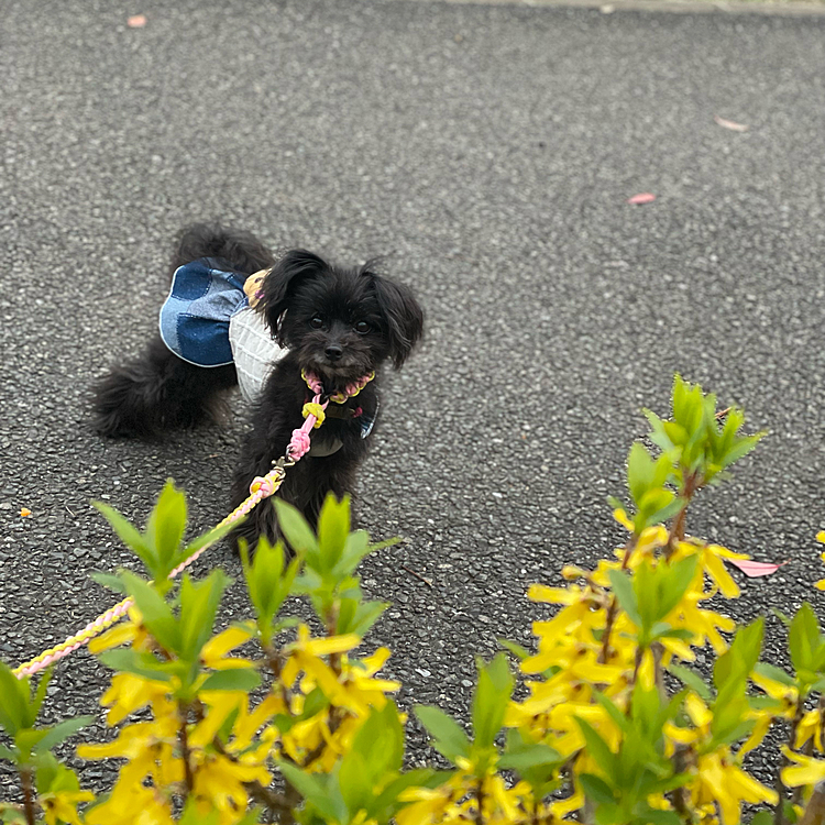 何故か待ってくれないし、こっちみてくれない😭花と撮影…1人だと難しいなぁ😥