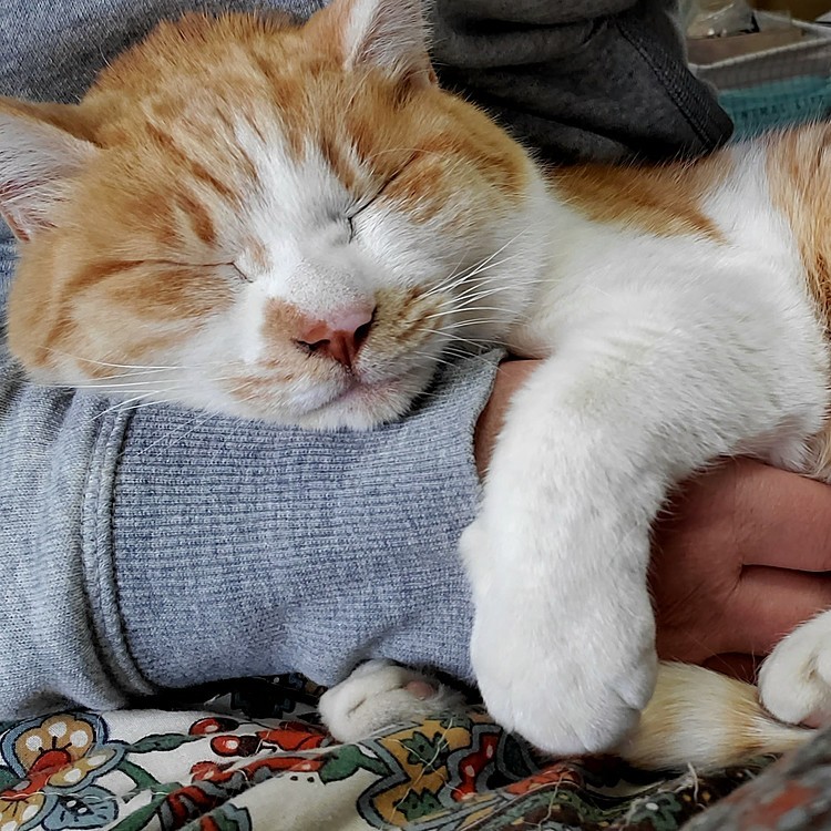 だっこちゃん｢ニャン｣ぎょう😽