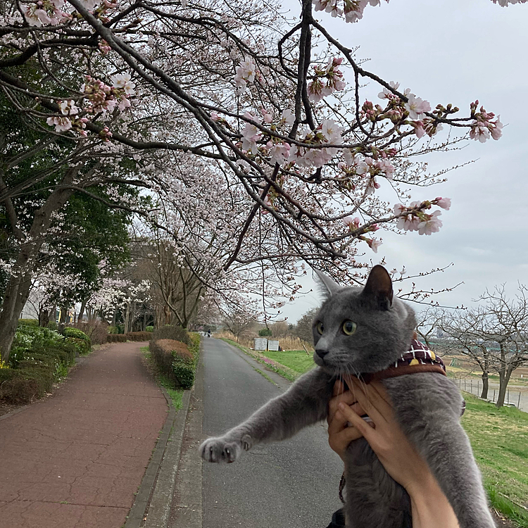 お花見に連れて行かれたニャ〜！