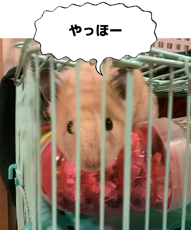 ちーぽやの投稿