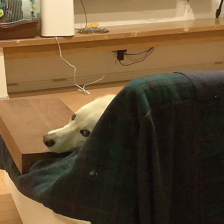 ちーぽやの投稿