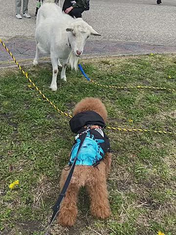 🐐さんは除草のお仕事していたのですがハッピーも真似っこムシャムシャ😂
3歳の女の子でお腹に赤ちゃんいるそうです👶
ここは11月にジブリパークが開業する公園です✨✨
すぐ近くにIKEAがあり普段から週末には渋滞が出来るのでジブリパークが開業したら大渋滞間違い無しなのでしばらく近付けなくなるなぁ😢
お気に入りの場所なのでハッピー家的には少し残念です💦
さて今日は今から🚲で片道6.5キロ30分の桜の名所にお花見しに行きます🌸