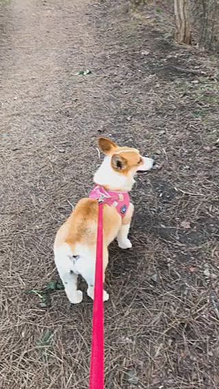 犬生の分かれ道😃さぁ?どっち😃
左の道は、幸福の道😃
右の道は、地獄の道😱
えっ?おかーたんの考え次第?😱😱😱
バレたか🤣🌀🌀