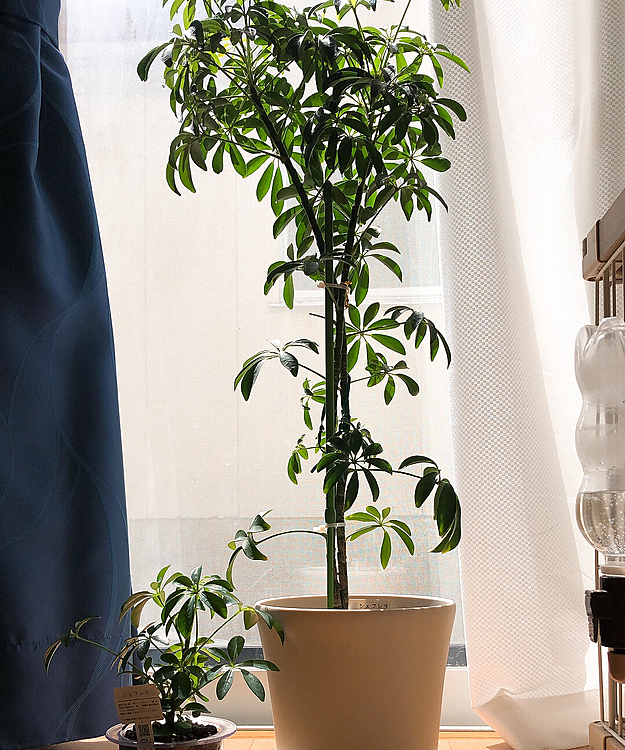 昨日、観葉植物の植え替えしました。
右のは成長した物。
左の小さいのは、そもそも右のもこんな大きさから始めたの😃
こんなに成長したよ😃
下の方、カットし過ぎてみすぼらしくなったので、小さいのをまた下から攻めようと思って小さいの購入😃
来年、同じ鉢に植え替えるつもり😃