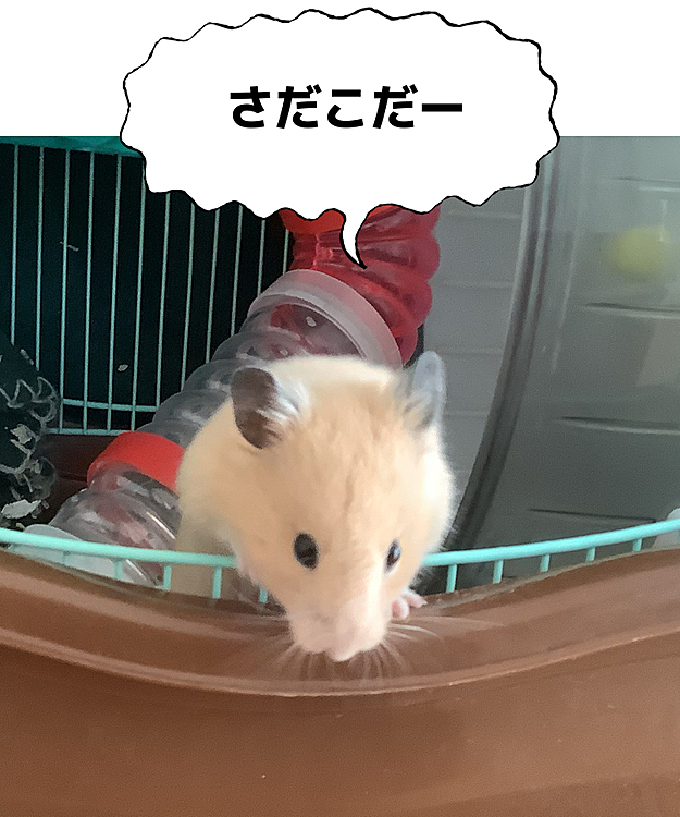 ちーぽやの投稿