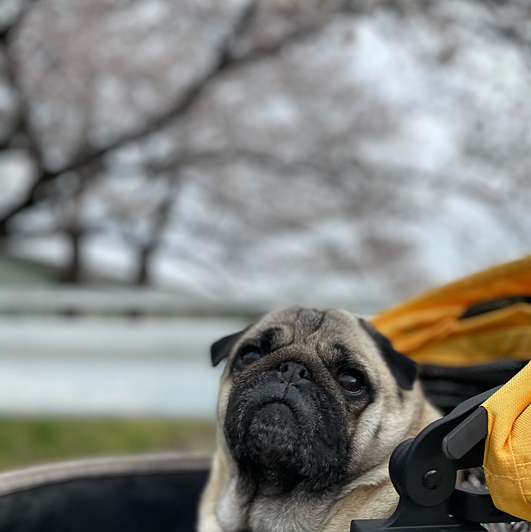ママさんぽでお花見🌸
たっぷりと桜を愛でてきました🐶