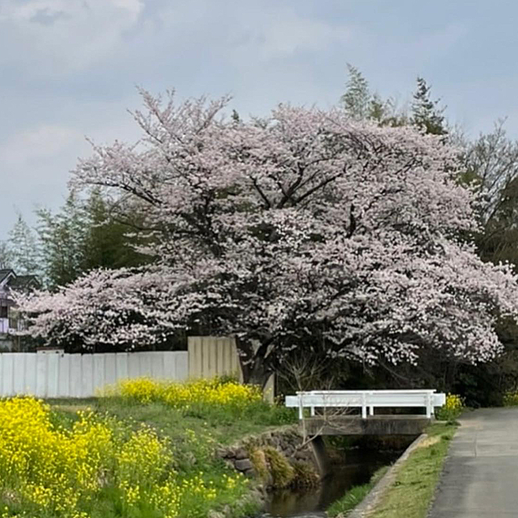 いつもの小川が桜🌸＆菜の花🌼のお花見スポット☺️