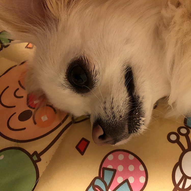 明日から新年度ですね😄
マロンも頑張ります😎☝️‼️おやすみなさい⭐
