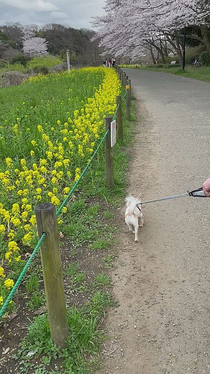 川沿いに菜の花と桜が咲いていました🌸
たくさん🐶ちゃんがお散歩に来ていて記念撮影をしていました😊