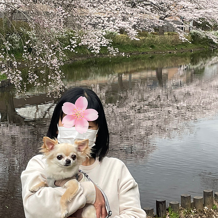 桜が綺麗に咲いていました🌸😊
暖かくお散歩も楽しくくうもルンルンで歩いていました😊