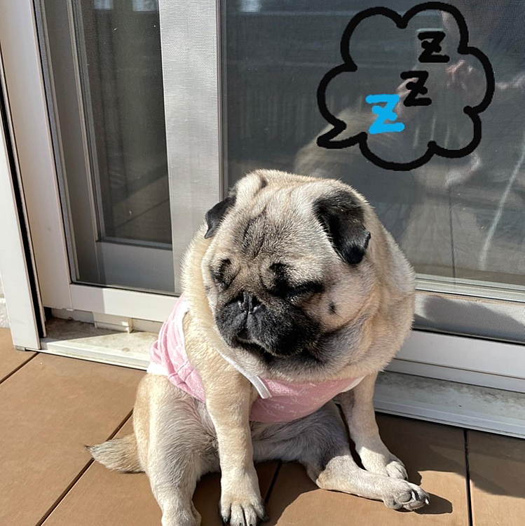 日向ぼっこで💤