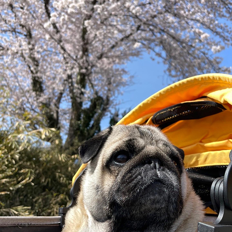 桜も今日は青空に映えてます🌸