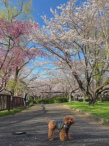4月1日(金)
いちものメタセコイア広場やすぐ道を挟んだ場所も桜の名所です🌸
こちらは駅からは少し離れているので平日だと人が写り込まない瞬間も撮れます👍
途中お友達🐶にも会えて一緒に写真を撮ったり楽しい時間を過ごせました♪