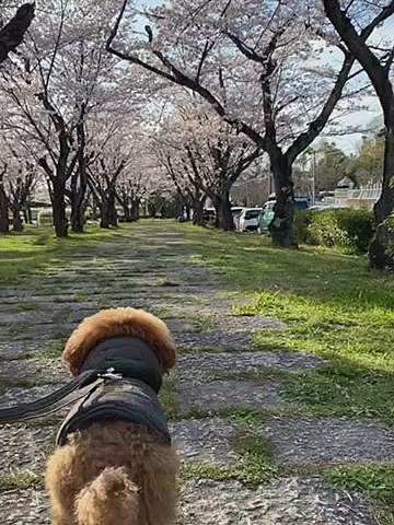 桜には興味のないハッピーは桜の下で爆走💨💨
嬉しそう😆
帰りは少し遠回りして桜並木のある場所を通って帰りました🚲
今日は朝からどんより☁️
どこ行こうかな🤔