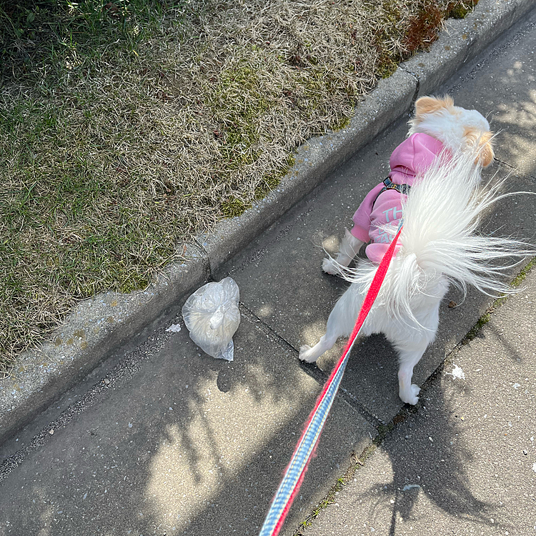 また新たな💩袋？が落ちてました💦
困ったもんですね😤